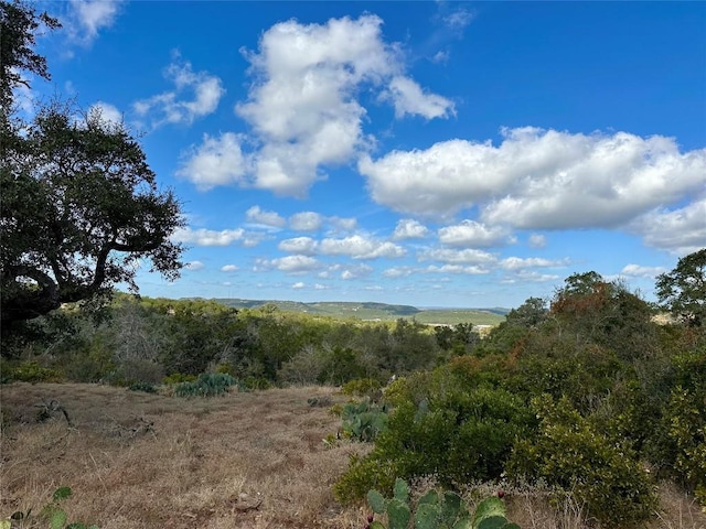 view of local wilderness