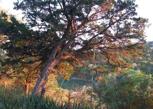 view of local wilderness