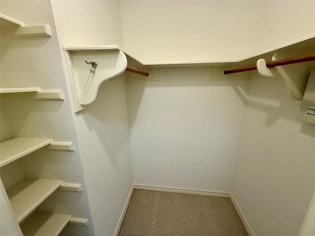 walk in closet featuring carpet flooring