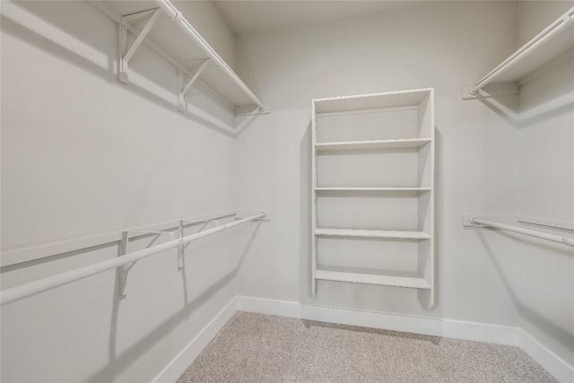 walk in closet featuring carpet flooring