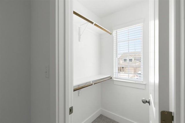 spacious closet featuring carpet