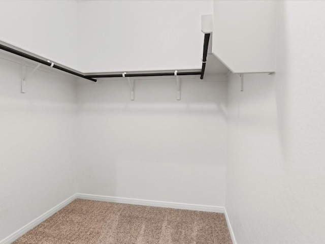 spacious closet featuring carpet