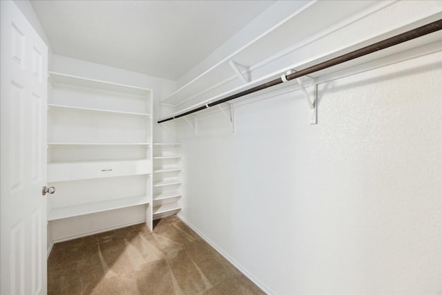 walk in closet featuring carpet flooring