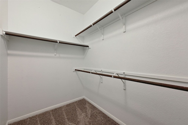 spacious closet featuring carpet floors