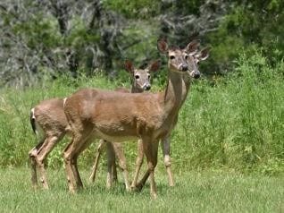 LOT84 Chaneys Xing, Bertram, TX 78605