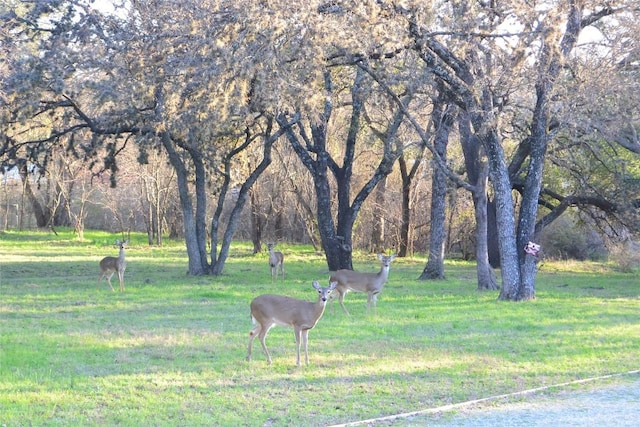 view of community featuring a yard