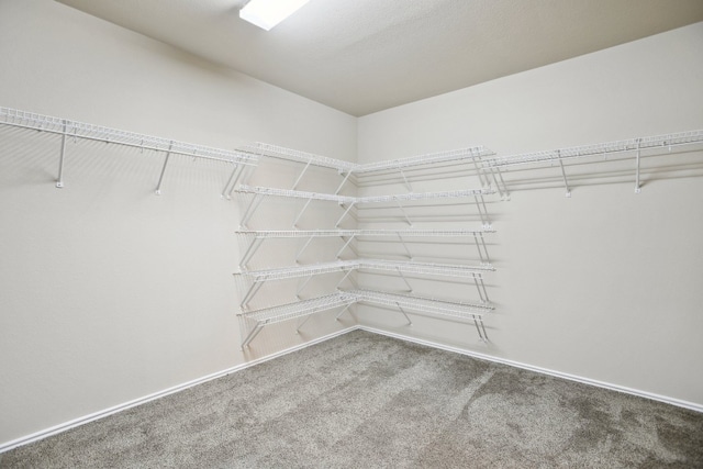 spacious closet featuring carpet floors