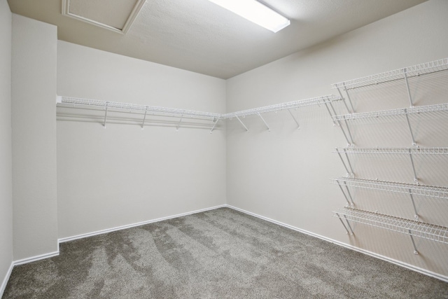 walk in closet with carpet