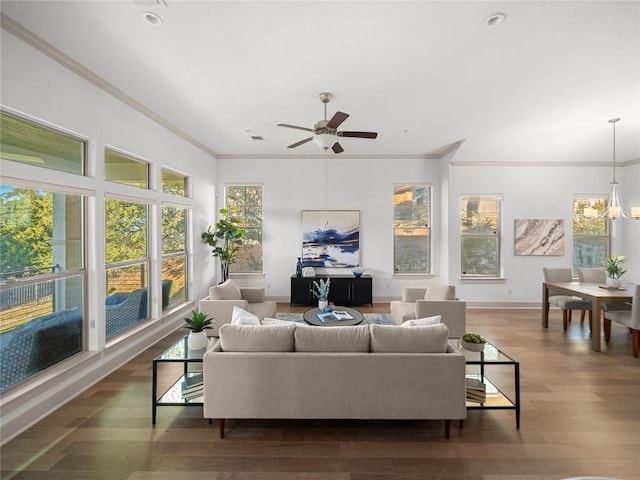 living room with ceiling fan with notable chandelier, dark hardwood / wood-style floors, and crown molding