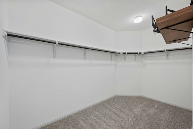 walk in closet featuring carpet