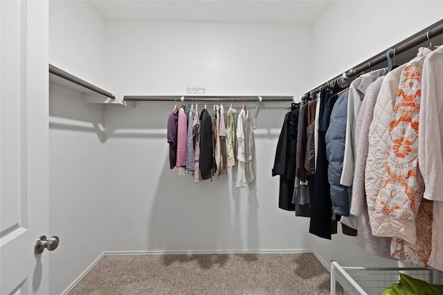 walk in closet with carpet floors