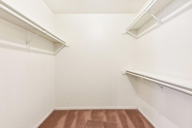 walk in closet with carpet flooring