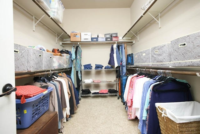 spacious closet featuring carpet floors