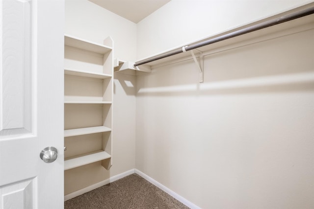 spacious closet featuring carpet flooring