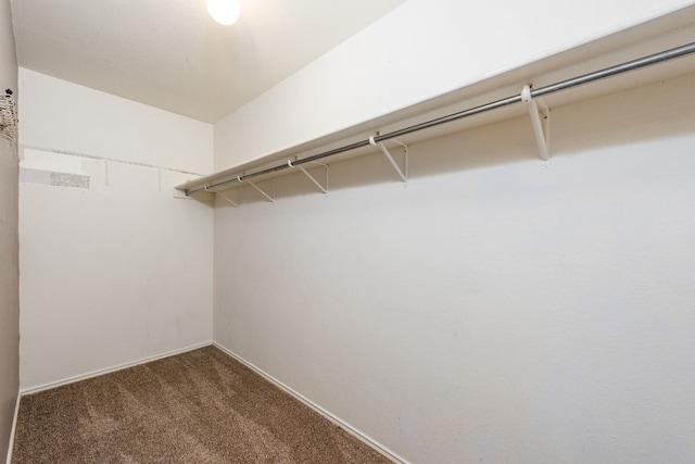 spacious closet featuring carpet