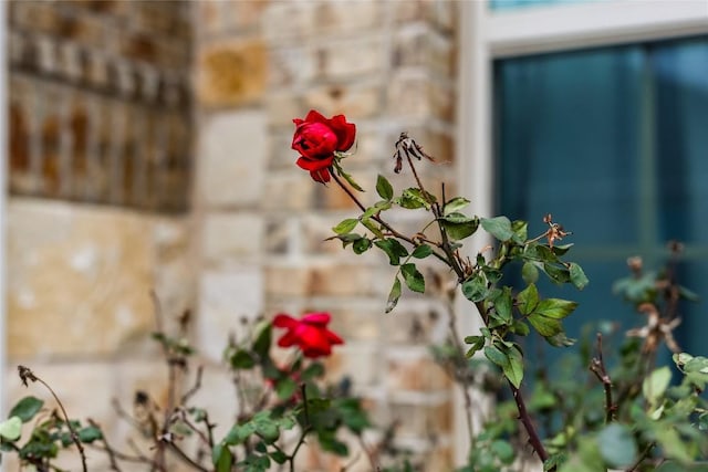 117 Meadow Wood Cv, Georgetown, TX 78626 - photo 10