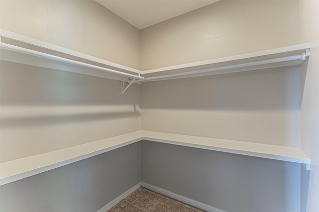 spacious closet featuring carpet floors