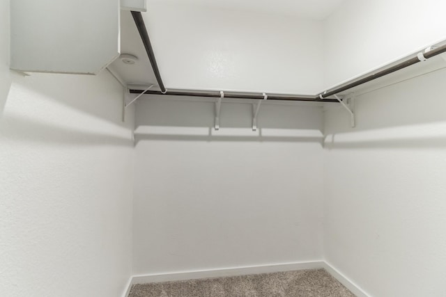 spacious closet featuring carpet floors