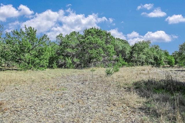 view of local wilderness