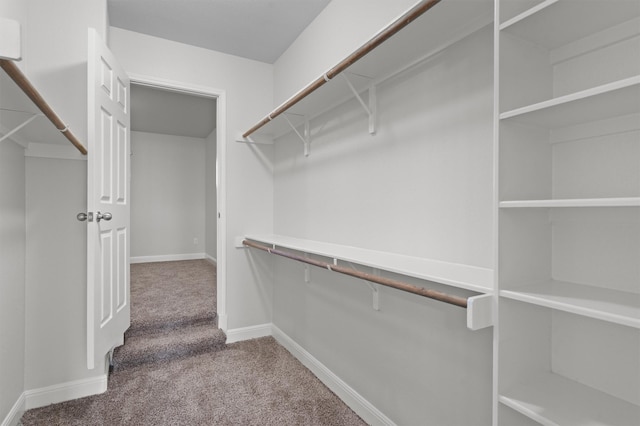 spacious closet featuring carpet flooring