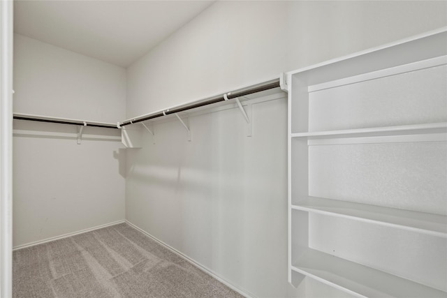 walk in closet featuring carpet flooring