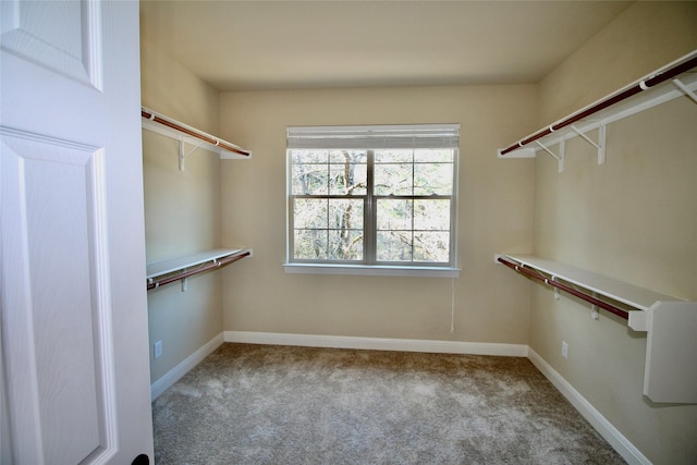 spacious closet featuring light colored carpet