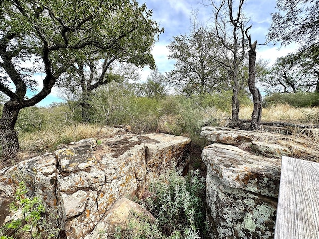 view of local wilderness