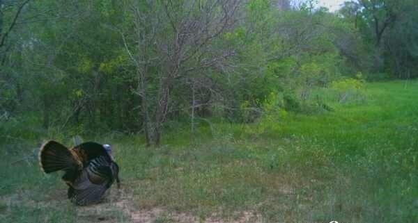 408 Miltex Rd, Seguin, TX 78155 - photo 12