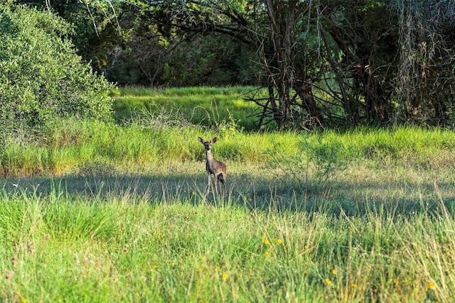 view of local wilderness