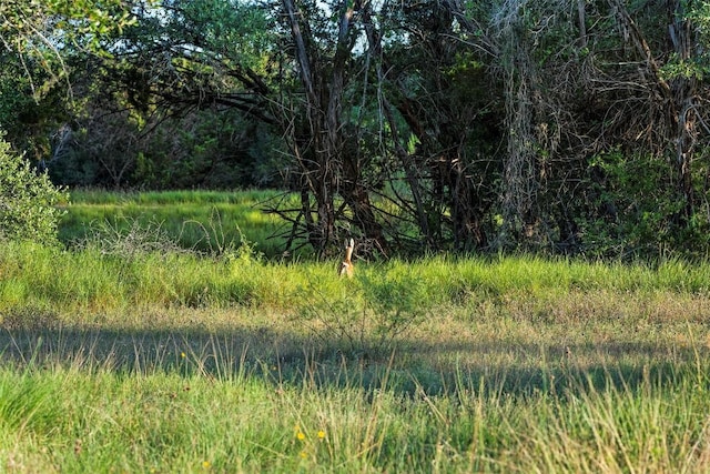 view of local wilderness