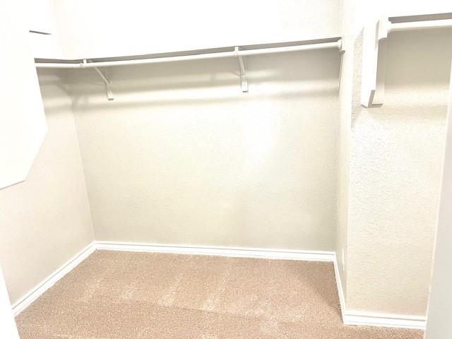 walk in closet with carpet floors