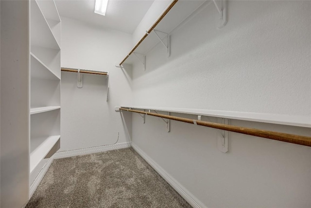 walk in closet featuring carpet flooring