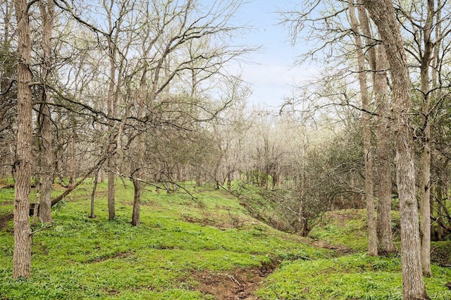 view of local wilderness