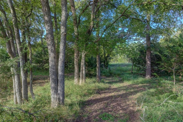 view of local wilderness