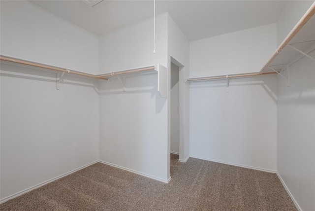 walk in closet with attic access and carpet floors