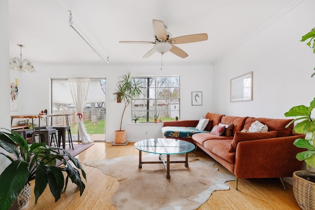 living room with crown molding, ceiling fan with notable chandelier, and light wood-type flooring