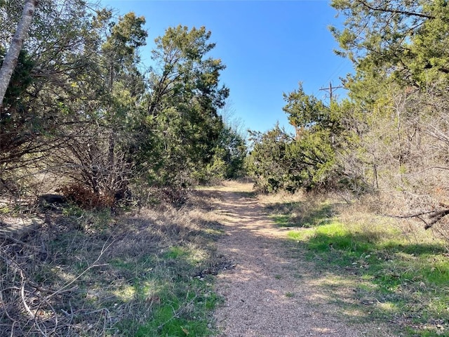 view of local wilderness