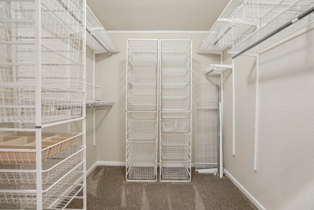 walk in closet featuring carpet floors