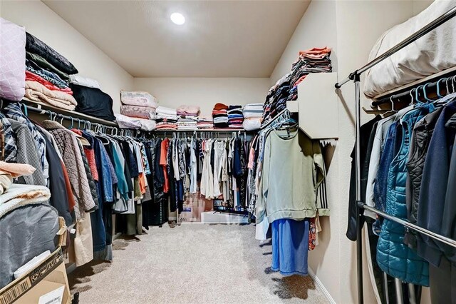 spacious closet featuring carpet