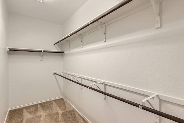 walk in closet with carpet flooring