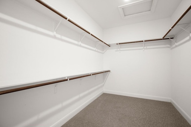 spacious closet featuring carpet flooring