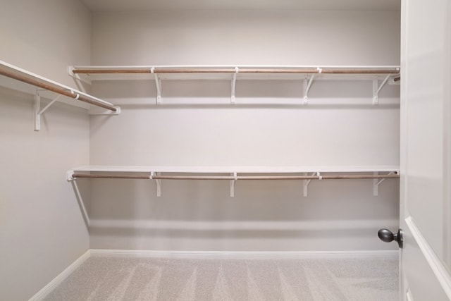 walk in closet with carpet flooring