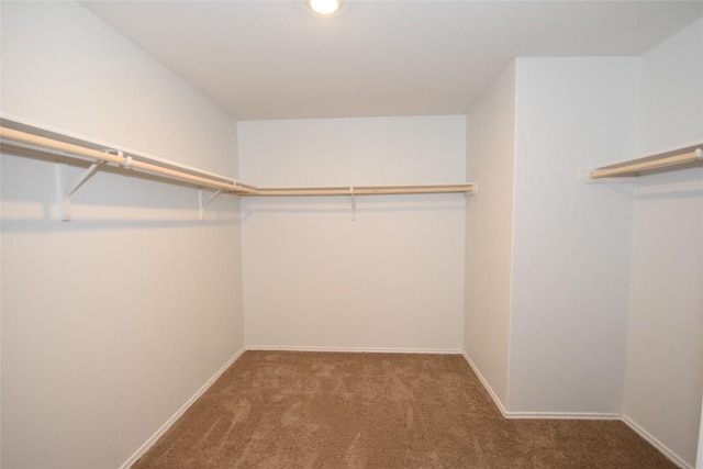 walk in closet featuring carpet floors