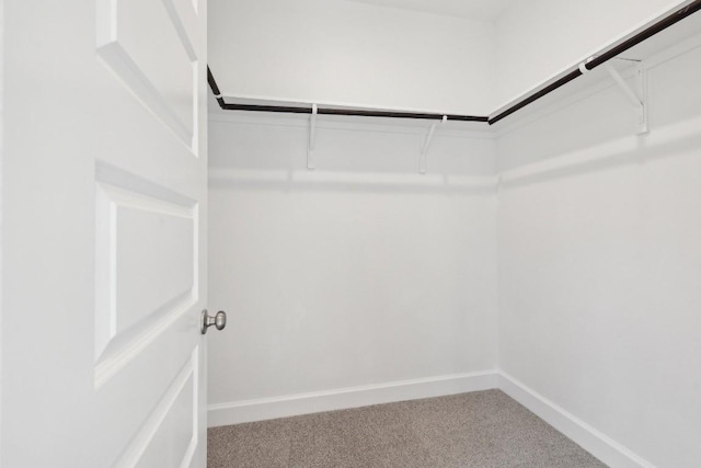 walk in closet featuring carpet flooring