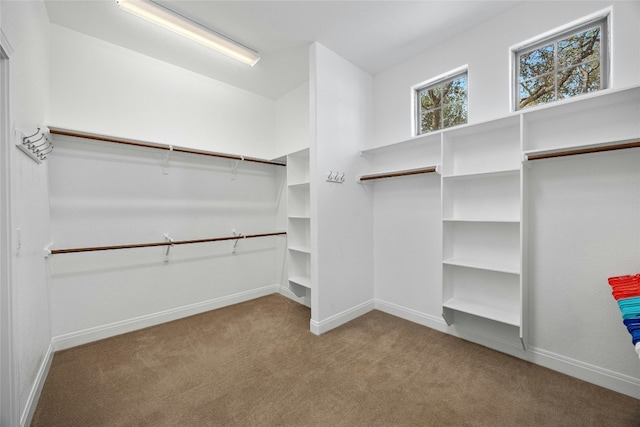 walk in closet featuring carpet