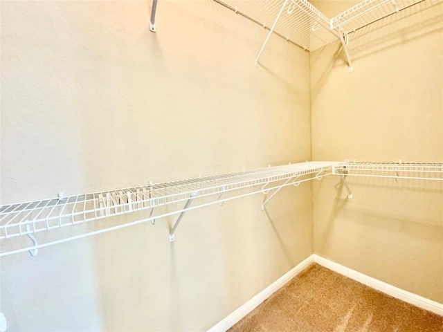 spacious closet featuring carpet flooring