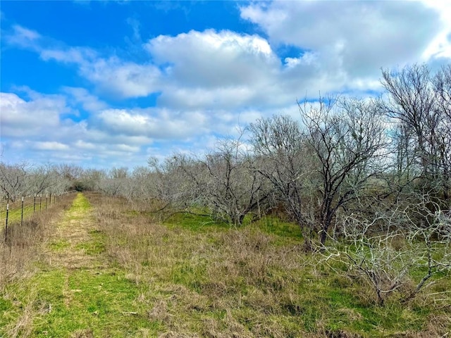 view of local wilderness