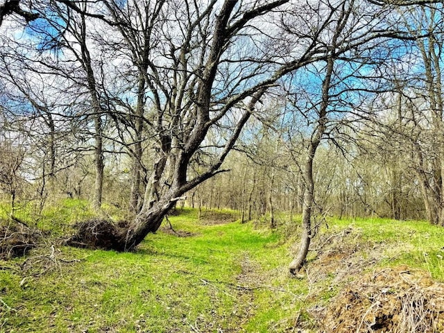 view of local wilderness with a wooded view