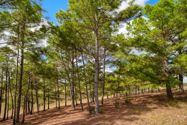 view of local wilderness