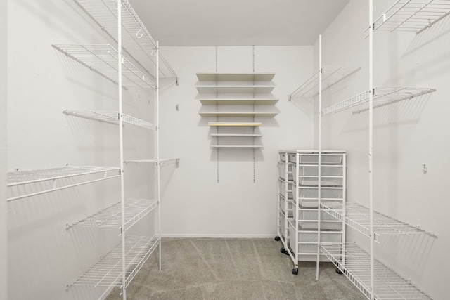 spacious closet featuring carpet floors